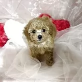 ティーカッププードル【岐阜県・男の子・2025年10月24日・オレンジ・フォーン】の写真5