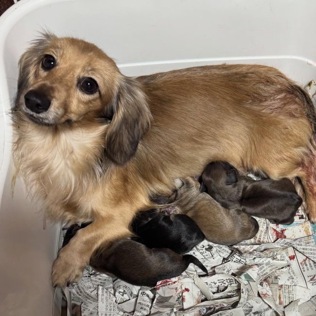 高木昇剛ブリーダーのブログ：シェリー