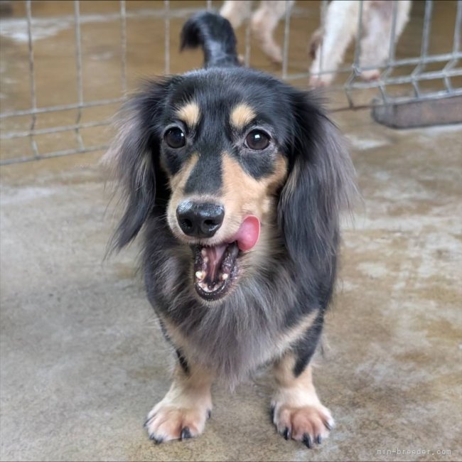 高木昇剛ブリーダーのブログ：アデル