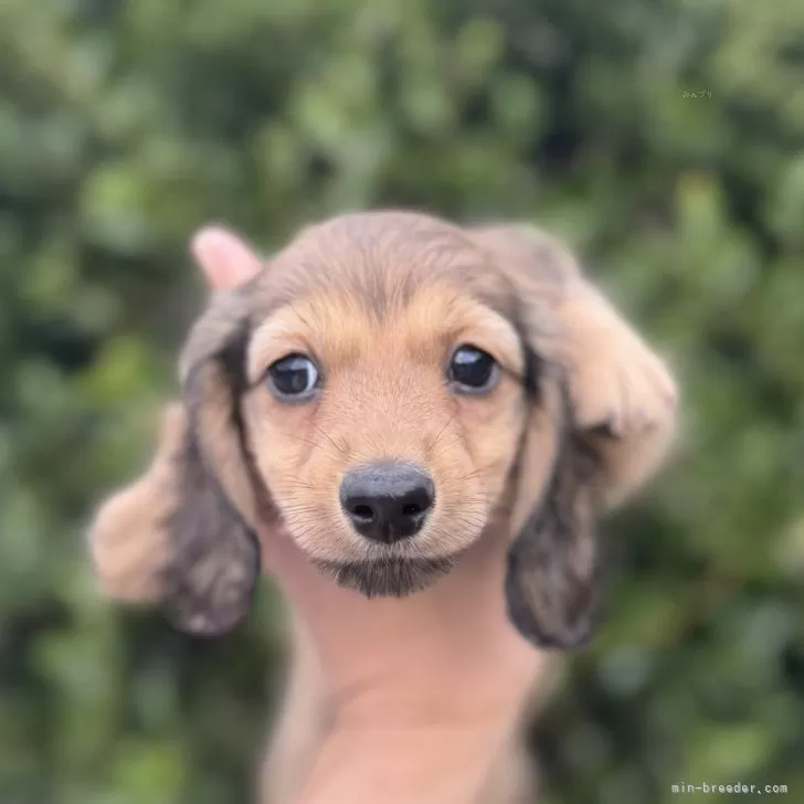 T.H 様のお迎えした子犬