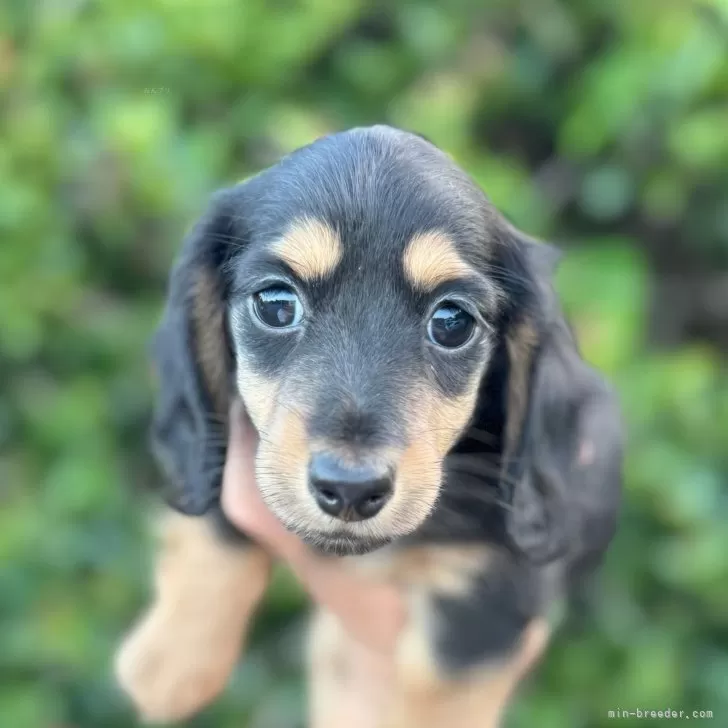 ID：2507-07294の子犬