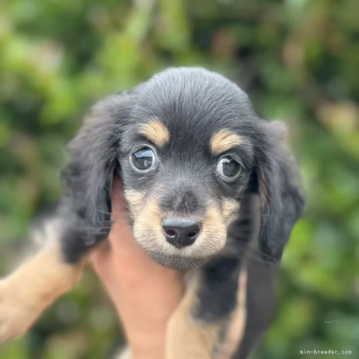 ID:2508-06168の子犬