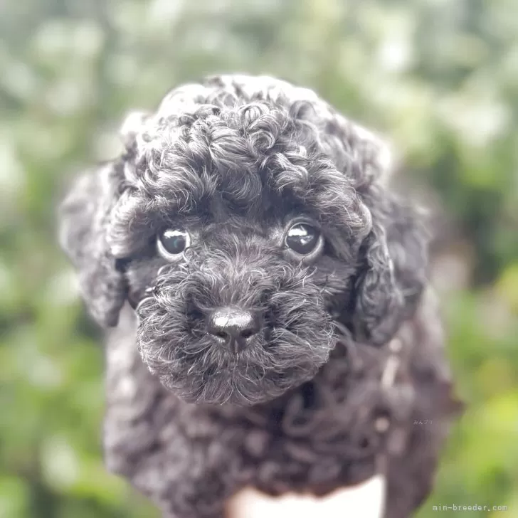 ID:2503-03758の子犬