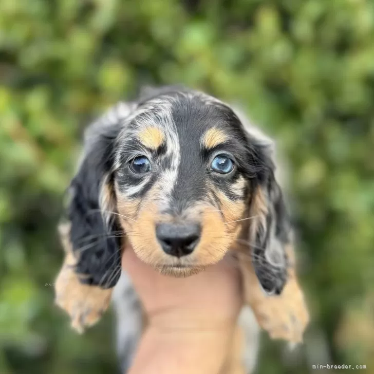 M.O 様のお迎えした子犬