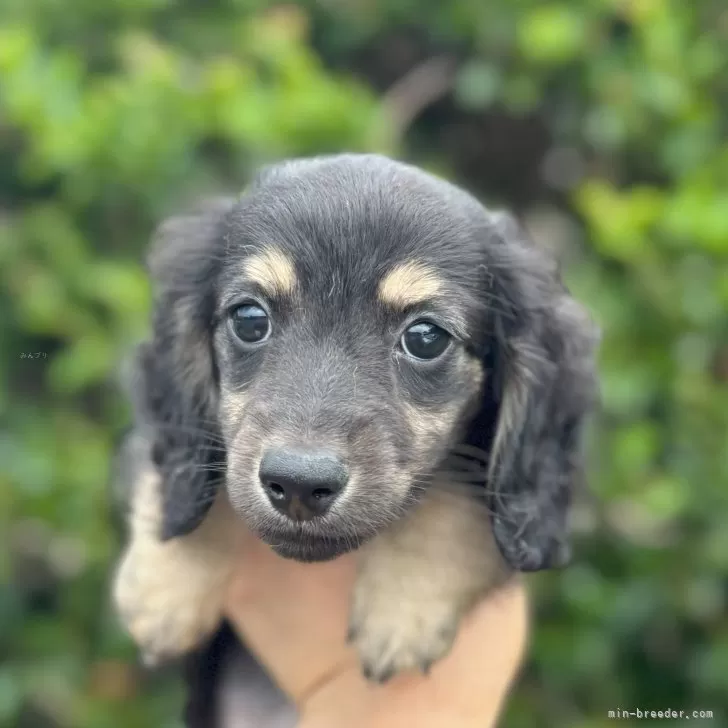 ID：2507-02195の子犬