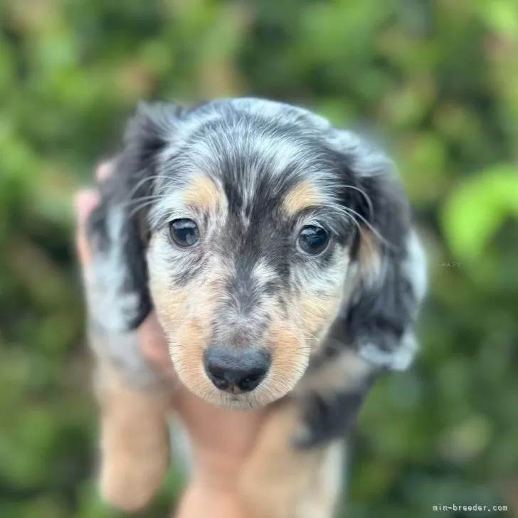 ID：2508-08272の子犬