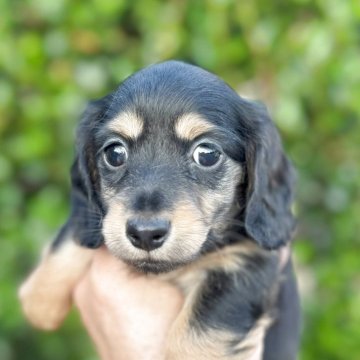 カニンヘンダックスフンド(ロング)【福岡県・女の子・2025年6月20日・ブラックタン】の写真「とても元気で可愛いです」