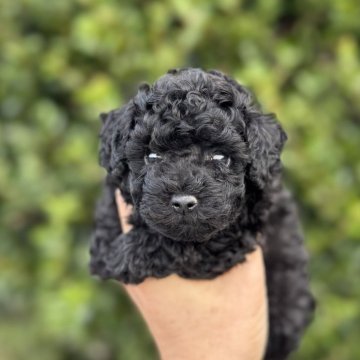 トイプードル(トイ)【福岡県・男の子・2025年9月23日・ブラック】の写真「とても元気で可愛いです。しっかり丈夫に育っています」