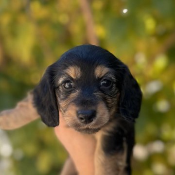 ミニチュアダックスフンド(ロング)【福岡県・女の子・2025年11月2日・ブラックタン】の写真「とても元気で可愛いです」