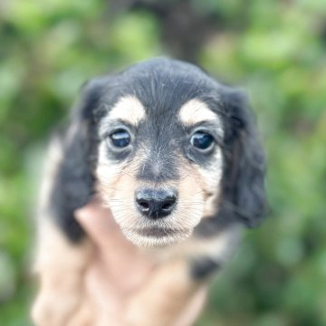 カニンヘンダックスフンド(ロング)【福岡県・女の子・2025年6月10日・ブラックタン】の写真「とても元気で可愛いです」