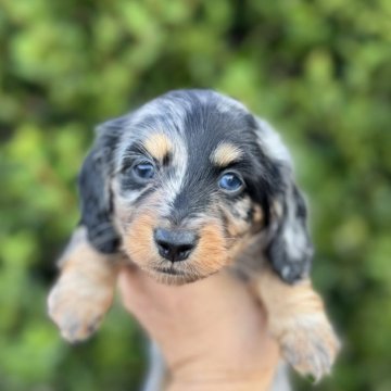 ミニチュアダックスフンド(ロング)【福岡県・女の子・2025年9月30日・シルバーダップル】の写真「とても元気で可愛いです」