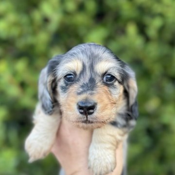 ミニチュアダックスフンド(ロング)【福岡県・男の子・2025年9月30日・シルバーダップル】の写真「とても元気で可愛いです」