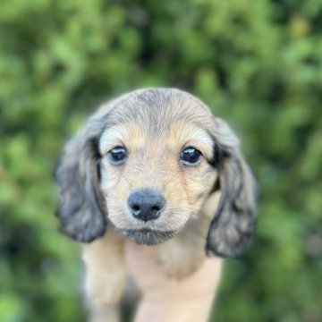 ミニチュアダックスフンド(ロング)【福岡県・男の子・2025年9月23日・シェーデッドレッド】の写真「とても元気で可愛いです」