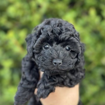 トイプードル(トイ)【福岡県・女の子・2025年9月23日・ブラック】の写真「とても元気で可愛いです。しっかり丈夫に育っています」