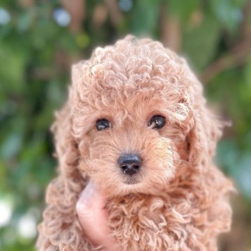トイプードル(トイ)【福岡県・女の子・2025年5月25日・オレンジ・フォーン】の写真「とても元気で可愛いです」