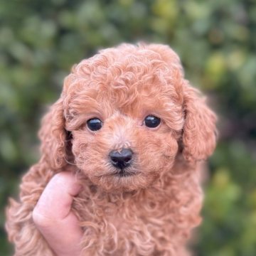 トイプードル(トイ)【福岡県・男の子・2024年10月26日・オレンジ・フォーン】の写真「とても元気で可愛いです。しっかり丈夫に育っています」