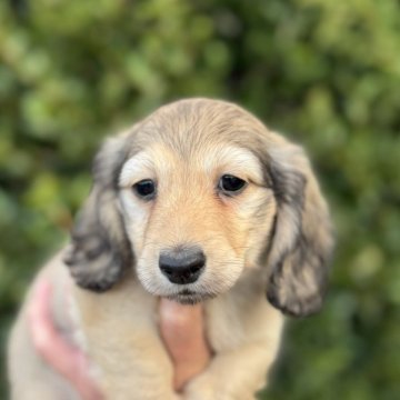 ミニチュアダックスフンド(ロング)【福岡県・女の子・2025年9月30日・シェーデッドイエロー】の写真「とても元気で可愛いです」