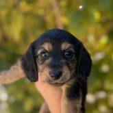 ミニチュアダックスフンド(ロング)