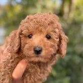 トイプードル(トイ)【福岡県・男の子・2024年10月26日・オレンジ・フォーン】の写真1