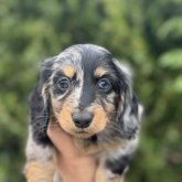 ミニチュアダックスフンド(ロング)