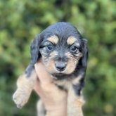 ミニチュアダックスフンド(ロング)