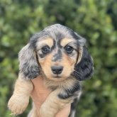 ミニチュアダックスフンド(ロング)