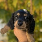 ミニチュアダックスフンド(ロング)