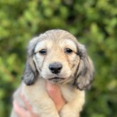 ミニチュアダックスフンド(ロング)