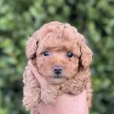 トイプードル(トイ)【福岡県・男の子・2025年9月23日・オレンジフォーン】の写真1