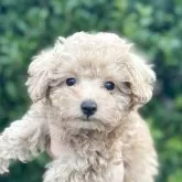 タイニープードル【福岡県・女の子・2025年2月2日・ペール・フォーン】の写真1