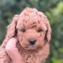 トイプードル(トイ)【福岡県・男の子・2024年10月26日・オレンジ・フォーン】の写真5