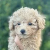 タイニープードル【福岡県・女の子・2025年2月2日・ペール・フォーン】の写真7