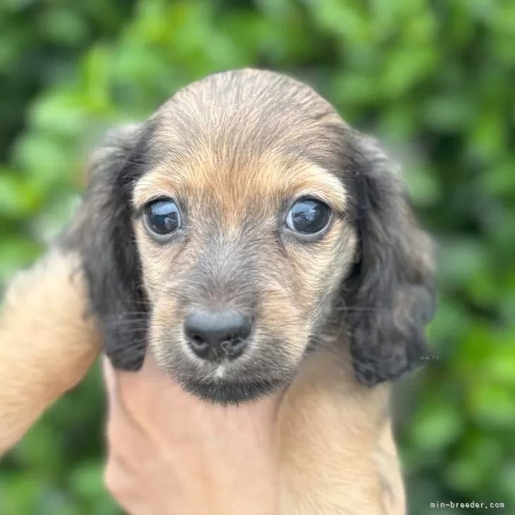 ラテパパ 様のお迎えした子犬