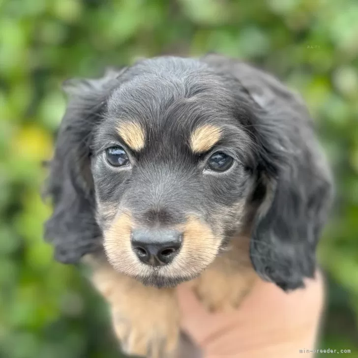 ID：2403-06977の子犬