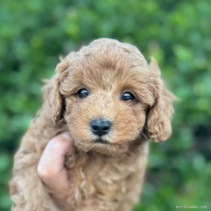 A.Y 様のお迎えした子犬