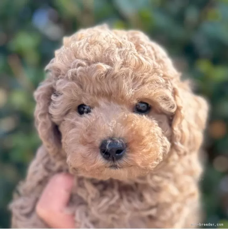 ID:2311-02295の子犬