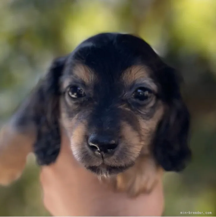 ID:2308-03799の子犬