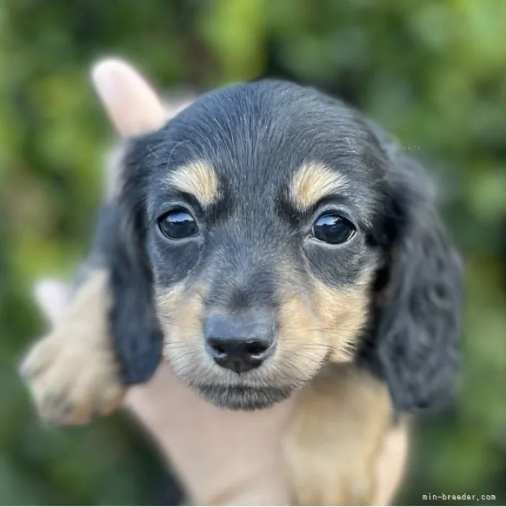 ID：2310-02795の子犬