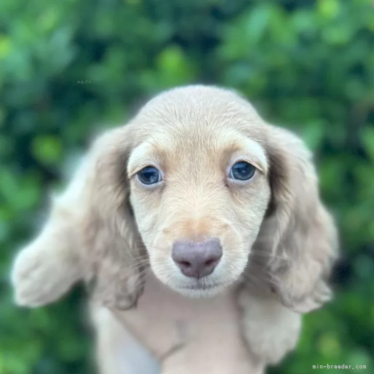 ID：2409-02956の子犬