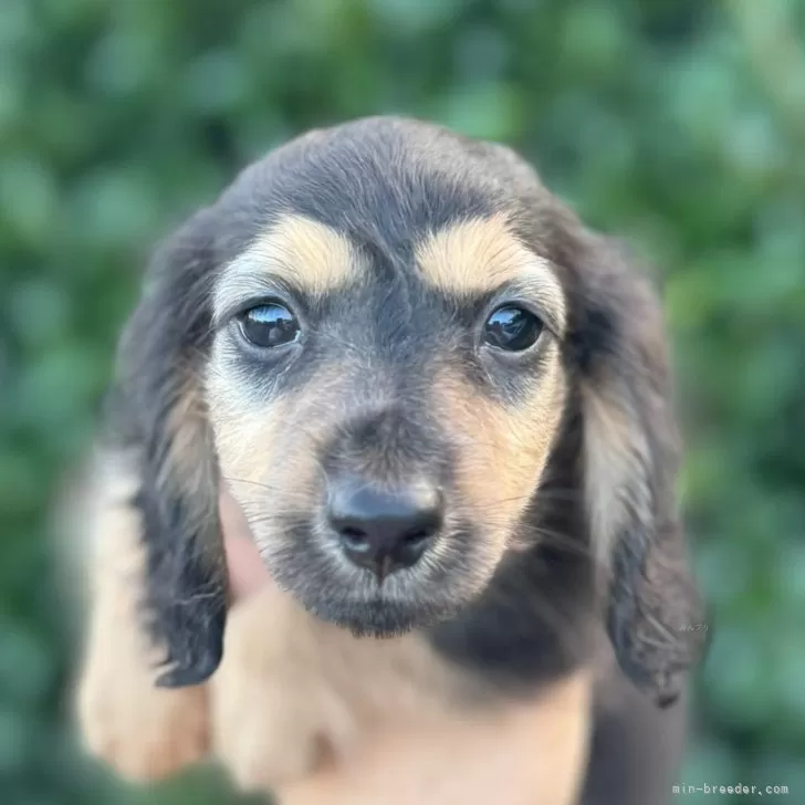 ID:2407-02094の子犬