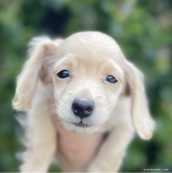 ID:2307-03056の子犬