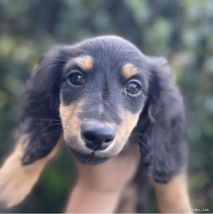 ID：2309-02271の子犬