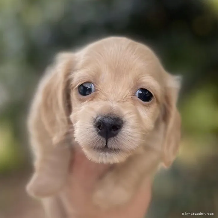 Y 様のお迎えした子犬