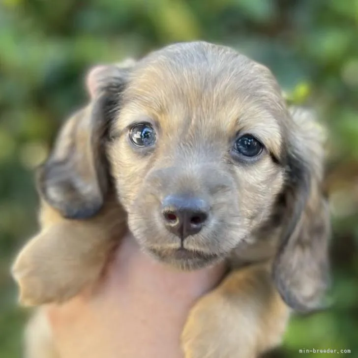 ID：2209-01575の子犬