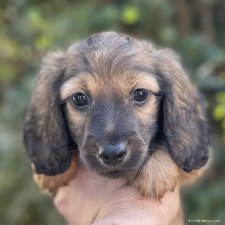 ID：2210-04823の子犬