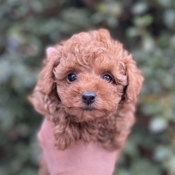 トイプードル(タイニー)【福岡県・女の子・2022年11月21日・オレンジ・フォーン】の写真「両親とも遺伝子病検査クリア、タイニーサイズ」