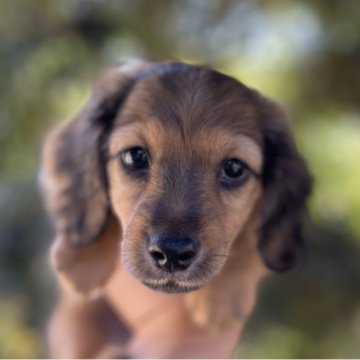 ミニチュアダックスフンド(ロング)【福岡県・男の子・2023年9月8日・シェーッデットレッド】の写真「とても元気で可愛いです」