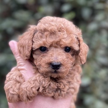福岡県 高木 昇剛 たかき しょうご ブリーダー みんなのブリーダー 福岡県 高木 昇剛 たかき しょうご ブリーダー みんなのブリーダー