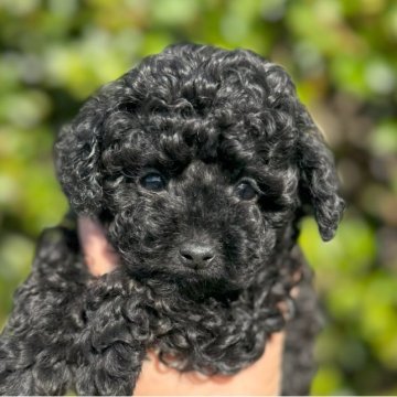 トイプードル(タイニー)【福岡県・男の子・2023年10月14日・ブラック】の写真「とても元気で可愛いです」