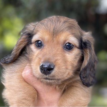 ミニチュアダックスフンド(ロング)【福岡県・男の子・2023年7月22日・シェーッデットレッド】の写真「とても元気で可愛いです」